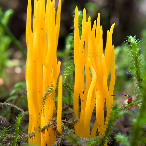 Pilz Klebriger Hörnling